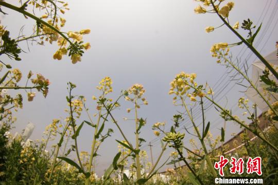 乐竞体育登录教授付东辉培育出的彩色油菜花。　王昊阳 摄